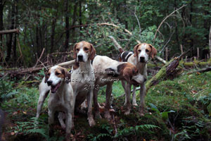 Foxhound Photographs by Betty Fold Gallery